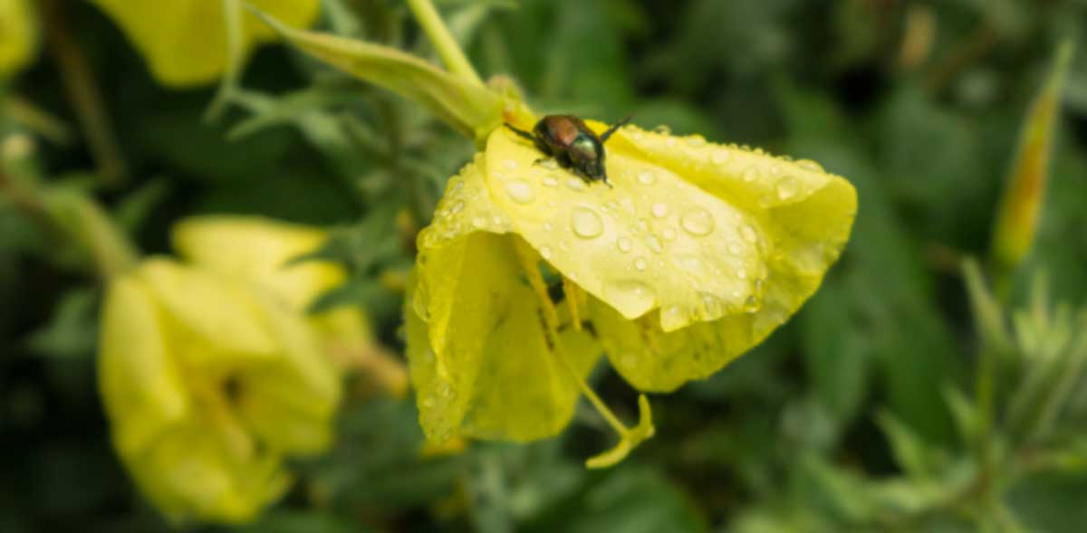 A Fowl Battle Ducks vs Chickens Tyrant Farms